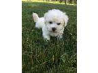 Bichon Frise Puppy for sale in Rexford, MT, USA