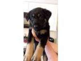 German Shepherd Dog Puppy for sale in Holiday, FL, USA