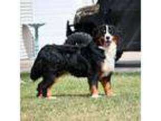 Bernese Mountain Dog Puppy for sale in Kensington, KS, USA