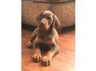 Doberman Pinscher Puppy for sale in Black River Falls, WI, USA
