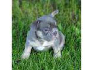 French Bulldog Puppy for sale in Broken Bow, NE, USA