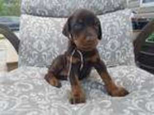 Doberman Pinscher Puppy for sale in High Springs, FL, USA