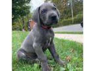 Great Dane Puppy for sale in Burbank, OH, USA