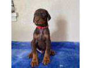 Doberman Pinscher Puppy for sale in Perris, CA, USA
