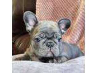 French Bulldog Puppy for sale in Clinton, IA, USA