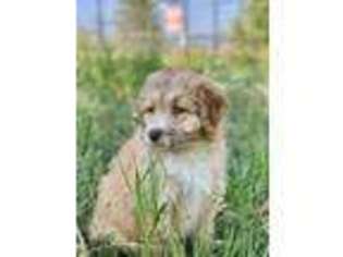 Mutt Puppy for sale in Mccall, ID, USA
