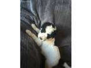 Labradoodle Puppy for sale in Albuquerque, NM, USA