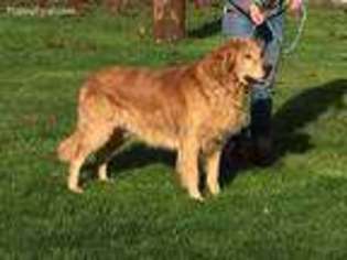 Golden Retriever Puppy for sale in Seattle, WA, USA