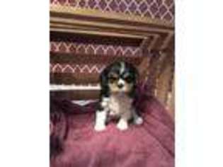 Cavalier King Charles Spaniel Puppy for sale in Morgantown, PA, USA