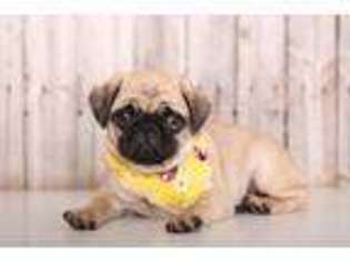 Pug Puppy for sale in Howard, OH, USA