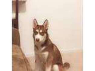 Siberian Husky Puppy for sale in State College, PA, USA