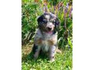 Mutt Puppy for sale in Wallingford, KY, USA