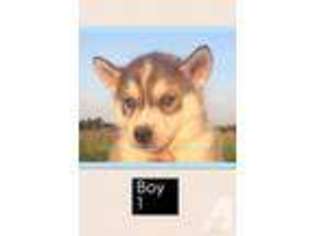 Siberian Husky Puppy for sale in OREGON CITY, OR, USA
