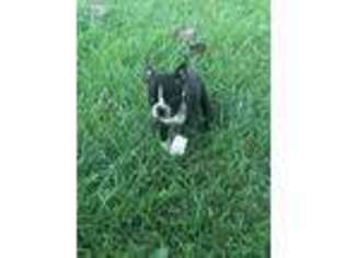 Boston Terrier Puppy for sale in Mount Orab, OH, USA
