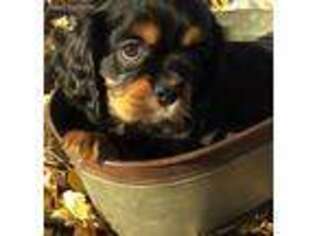 Cavalier King Charles Spaniel Puppy for sale in Littleton, CO, USA