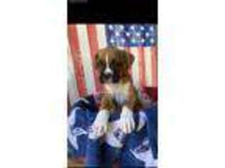 Boxer Puppy for sale in Fresno, CA, USA