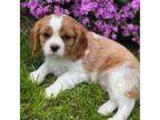 Cavalier King Charles Spaniel Puppy for sale in Bridgewater, VA, USA