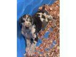 Great Dane Puppy for sale in Grundy, VA, USA