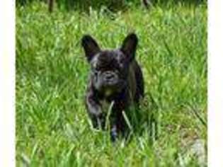 French Bulldog Puppy for sale in RUSSELLVILLE, KY, USA