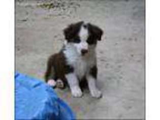 Miniature Australian Shepherd Puppy for sale in Elmore City, OK, USA