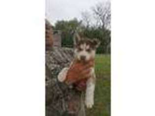 Siberian Husky Puppy for sale in Mc Louth, KS, USA