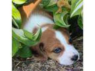 Beagle Puppy for sale in Smithton, IL, USA