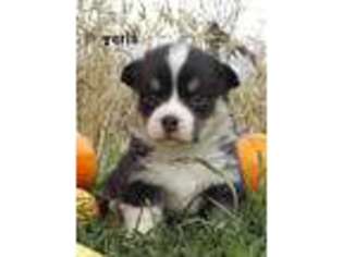 Pembroke Welsh Corgi Puppy for sale in Saint Anthony, IA, USA