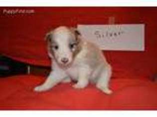 Shetland Sheepdog Puppy for sale in Adkins, TX, USA