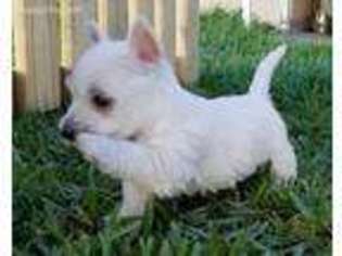 West Highland White Terrier Puppy for sale in Ann Arbor, MI, USA