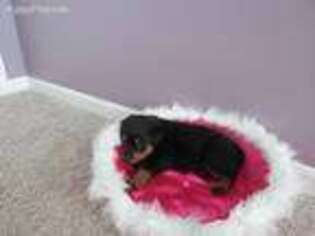 Rottweiler Puppy for sale in Sparta, MI, USA