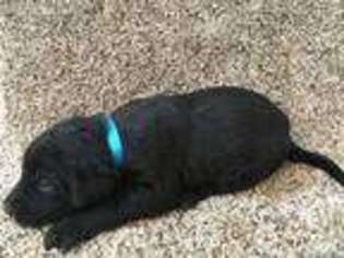 Labrador Retriever Puppy for sale in North Judson, IN, USA