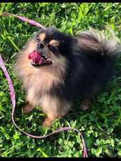 Pomeranian Puppy for sale in Grapeview, WA, USA