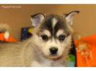 Medium Photo #1 Alaskan Klee Kai Puppy For Sale in Denison, IA, USA