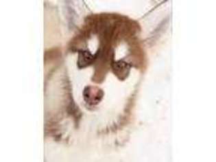 Alaskan Malamute Puppy for sale in Anchorage, AK, USA