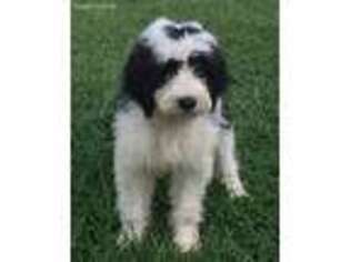 Saint Berdoodle Puppy for sale in Greensboro, NC, USA