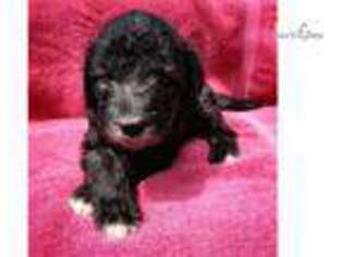 Bedlington Terrier Puppy for sale in Unknown, , USA