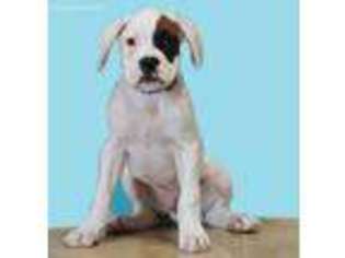 Boxer Puppy for sale in Gurnee, IL, USA