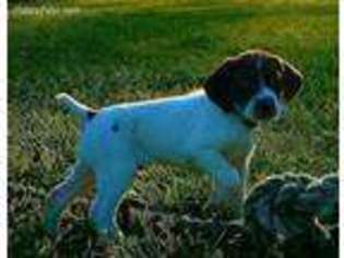 German Shorthaired Pointer Puppy for sale in Ellerbe, NC, USA