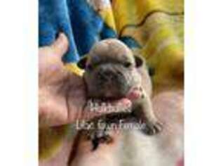 French Bulldog Puppy for sale in Columbia, SC, USA