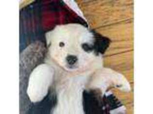 Miniature Australian Shepherd Puppy for sale in Medford, NJ, USA