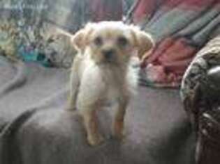 Shorkie Tzu Puppy for sale in Ossipee, NH, USA