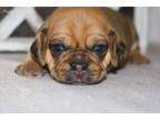 Puggle Puppy for sale in Hawarden, IA, USA