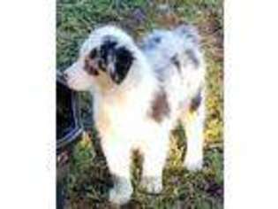 Australian Shepherd Puppy for sale in Red Oak, TX, USA