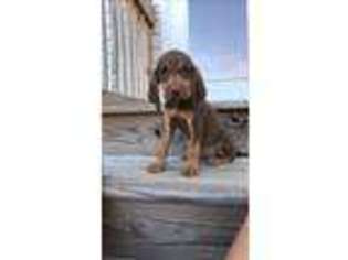 Bloodhound Puppy for sale in Elgin, SC, USA