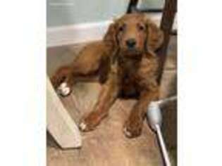 Goldendoodle Puppy for sale in Taylorville, IL, USA