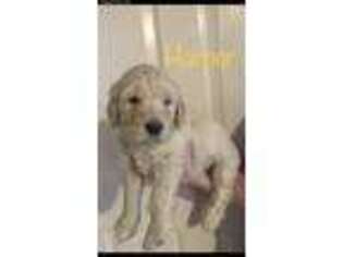 Goldendoodle Puppy for sale in Rutledge, TN, USA