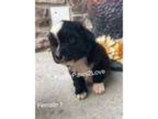 Mutt Puppy for sale in Sibley, IA, USA