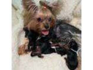 Yorkshire Terrier Puppy for sale in Round Rock, TX, USA