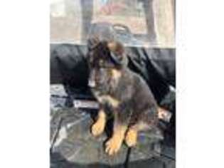 German Shepherd Dog Puppy for sale in Parker, CO, USA