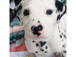 Dalmatian Puppy for sale in Brook Park, OH, USA
